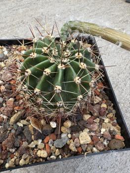Echinopsis hybr. lila